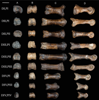 Left foot pieces